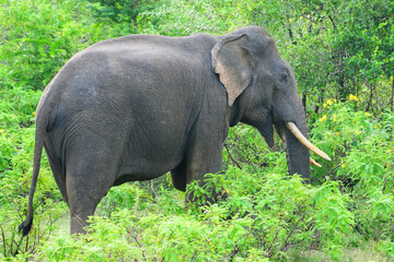 Sri Lankan tusker elephant walks calmly surrounded by lush greenery in Yala National Park