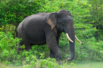 A majestic Sri Lankan tusker elephant walks calmly surrounded by lush greenery in Yala National Park