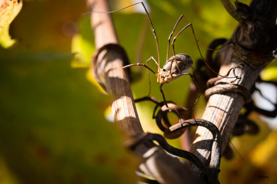 Faucheuse sur vigne en automne &ndash; Harvestman on grapevine in autumn