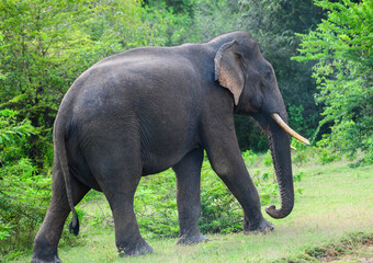 Sri Lankan tusker elephant walks calmly surrounded by lush greenery in Yala National Park