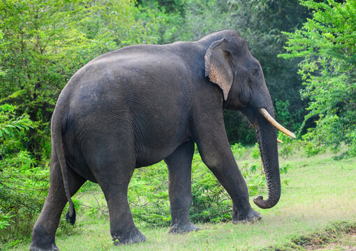 Sri Lankan tusker elephant walks calmly surrounded by lush greenery in Yala National Park
