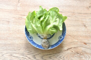 fresh green cos or  Romaine lettuce vegetable salad with drop of water arranging on plate
