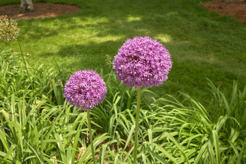 Purple Allium Globes in Bloom with Green Foliage
