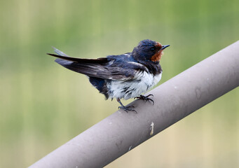 Barn Swallow Nature Photography