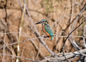 Kingfisher Nature Photography