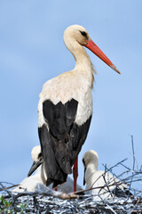 The white stork Ciconia ciconia