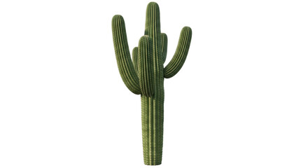 Isolated Saguaro Cactus on White Background