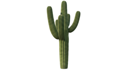 Isolated Saguaro Cactus on White Background
