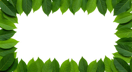 Natural green leaves frame PNG. Frame full of lush green leaves top view flat lay isolated. Green foliage frame PNG with leafy border PNG