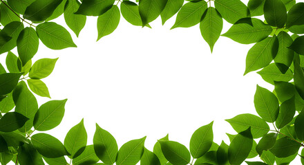 Lush green leaf frame top view flat lay PNG for natural packaging mockups, tropical invitations, and herbal design elements. Green leaves making a frame isolated
