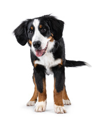 Beautiful young Berner Sennen dog, standing facing front. Looking beside camera with cute head tilt. Isolated on a white background.