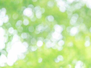 新緑の木漏れ日の様子。爽やかな光の風景。