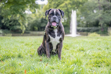 beautiful 3 years old purebred golden brown german boxer dog puppy jumping playing outdoor shooting