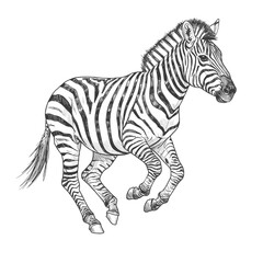 Grevy’s Zebra – Equus grevyi.. Plains zebra standing in short grass, striped black and white, suitable for wildlife, nature, safari, animal themes in design.