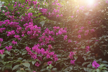 Beautiful blooming bougainvillea flowers in summer