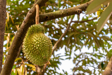 Durian fruit at durian tree in organic fruit garden.