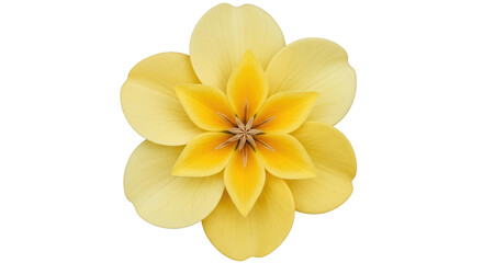 Isolated Yellow Flower Blossom