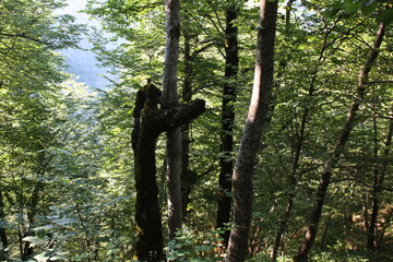 Fototapeta premium tree in the forest