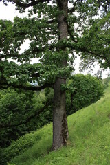 footpath in the woods