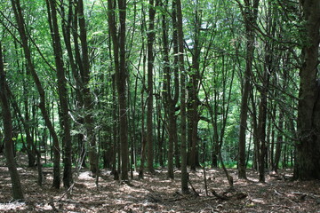 trees in the forest