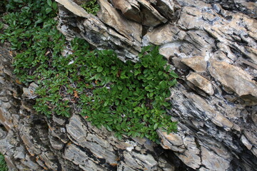moss on stone