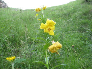 yellow flowers in the grass