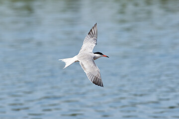 Common tern (Sterna hirundo)