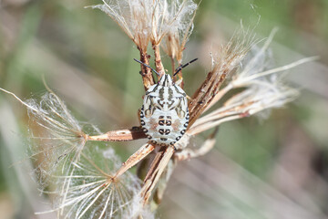 Young white Carpocoris pudicus