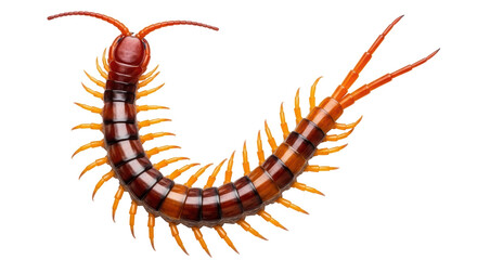 Isolated Centipede