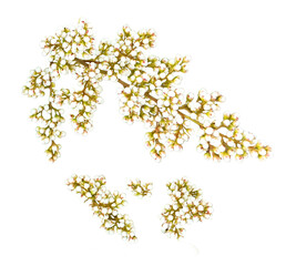 Delicate white buds of rowan