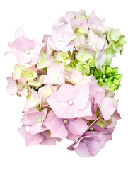 Bigleaf hydrangea flowers