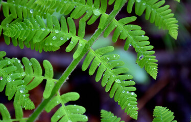A fern in the forest, Sainte-Apolline, Québec, Canada