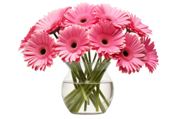 Pink gerbera daisy flower bouquet in glass vase still life floral arrangement photography studio shot 94   on transparent background png