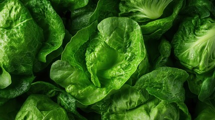Fototapeta premium A vibrant close-up of fresh romaine lettuce leaves, showcasing their crispy texture and vibrant green color, perfect for salads or healthy meals in a culinary setting.