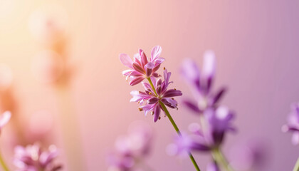 Obraz premium Lavender flower blooming with water droplets in soft morning light 