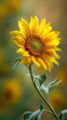 Fototapeta premium Vibrant yellow sunflower head with pollen detail on a softly blurred summer field background under perfect lighting