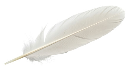 Isolated White Feather