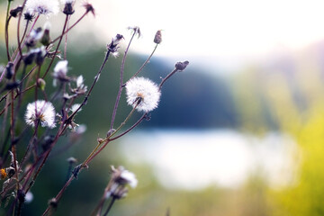 Detailed close-up of faded wild grasses with fluffy inflorescences in the foreground, creating a...