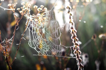 Morning spiderweb, heavily covered with dew, shimmering in the rays of the morning sun against a...