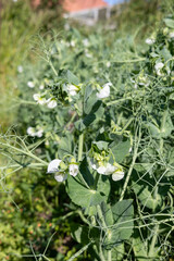 Blooming green pea plant with white flowers and curly tendrils growing in vegetable garden under sunlight