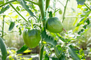 Unripe green tomatoes growing on vine in greenhouse garden with sunlight filtering through leaves....