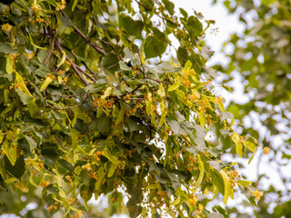 Linden tea. Linden flowers - in search of delicious herbal tea. A blooming lime tree. 