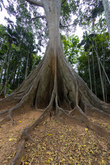 
This giant tree is 300 years old and is located in Ban Sanam, Ban Rai, Utah Thani District. It is a large tree that stands out with its large buttresses and is home to many bees.