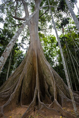 
This giant tree is 300 years old and is located in Ban Sanam, Ban Rai, Utah Thani District. It is a large tree that stands out with its large buttresses and is home to many bees.