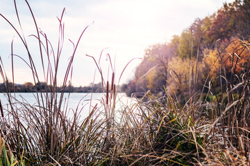 Thickets dry reeds bank autumn river blurred background forest calm water creating cozy atmosphere