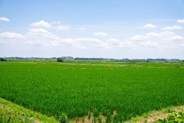 Fototapeta premium 田園風景
