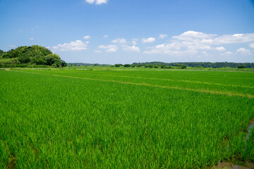 Obraz premium 田園風景