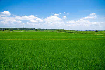 Fototapeta premium 田園風景