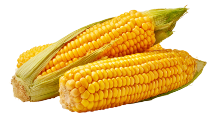 Fresh Yellow Corn on the Cob Sweet Corn Harvest