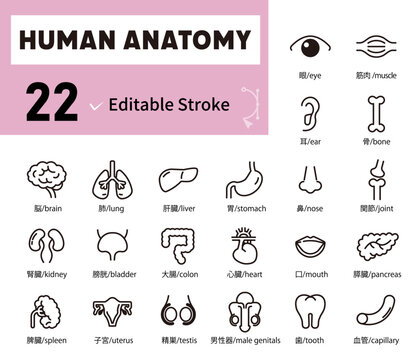 人間の臓器、体の部分、解剖学のアイコンイラストセット